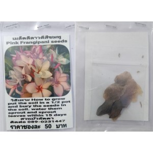 Pink Plumeria Frangipani Kathalichapa Seeds
