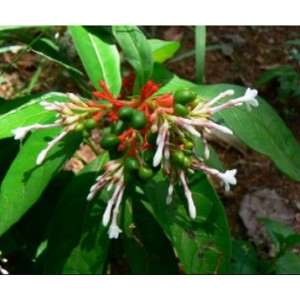 Rauvolfia Serpentina Live Indian Garden Plants