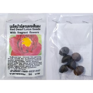 Red Fragrant Lotus Seeds