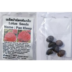 Red Pan Kleep Dwarf Lotus Seeds