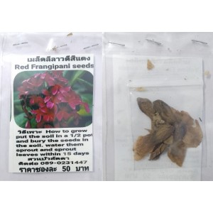 Red Plumeria Frangipani Kathalichapa Seeds