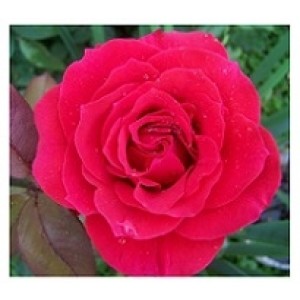 Rose Red Flowering Plants