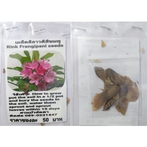 Rink Plumeria Frangipani Kathalichapa Seeds