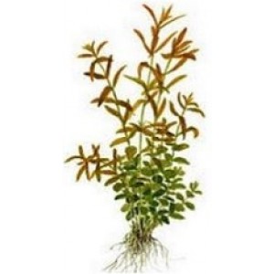 Rotala Rotundifolia Green