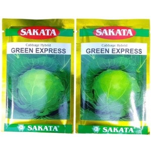 Sakata Japan Green Express Cabbage Vegetable Seeds – F1 Hybrid for Rapid Growth & Uniform Heads (20g Pack)