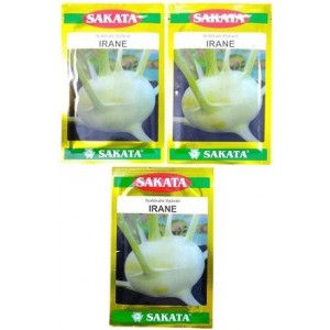 Sakata Japan Irane Kohlrabi Hybrid Seeds – Premium F1 Variety for Early Maturity & Semi-Globe Bulbs (30g Pack)