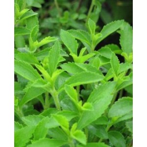 Stevia Live Indian Garden Plants