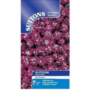 Suttons Alyssum Rosie O’Day Seeds – 550 Seeds Easy‑to‑Grow Fragrant Blooms