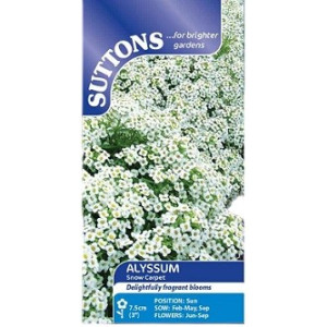 Suttons Alyssum Snow Carpet Seeds – 1400 Seeds Fragrant White Blooms