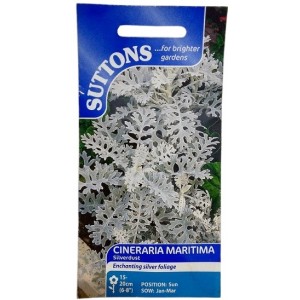 Suttons Cineraria Maritima Silverdust Seeds