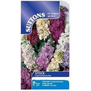 Suttons Stock Giant Perfection Mix – 180 Seeds Fragrant Cut Flower Seeds