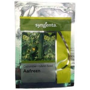 Syngenta AAFREEN Cucumber Hybrid Seed