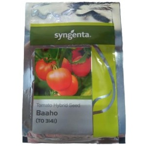 Syngenta Baaho Hybrid Tomato Seed