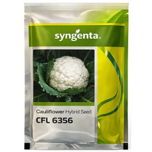 Syngenta CFL 6356 Hybrid Cauliflower Seeds – 2000 Seeds | High‑Yield White Head Variety