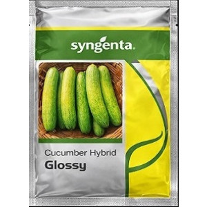 Syngenta Glossy Hybrid Cucumber Seeds – 850 Seeds Pack | High‑Yield Green Cucumber Variety