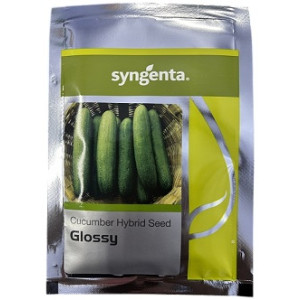 Syngenta Glossy Hybrid Cucumber Seeds – 700 Seeds Pack | High‑Yield Green Cucumber Variety