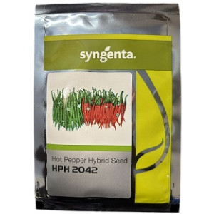 Syngenta HPH 2042 Hybrid Hot Pepper Seeds – 7.7g / 1500 Seeds Pack | High-Yield Green Chilli Hybrid