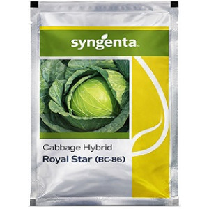 Syngenta Royal Star BC 86 Hybrid Cabbage Seeds – 4000 Seeds Pack | High Yield Compact Round Cabbage Variety