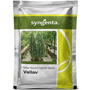 Syngenta Vallav Hybrid Bitter Gourd Seeds – 50g | High‑Yield Green Bitter Gourd Variety