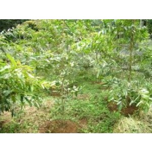 Terminalia Arjuna Live Indian Garden Plants
