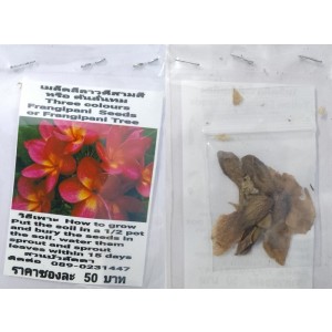 Three Colours Plumeria Frangipani Kathalichapa Seeds