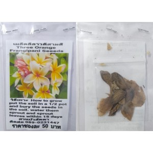 Three Orange Plumeria Frangipani Kathalichapa Seeds