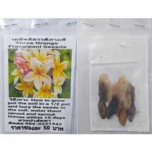 Three Orange Plumeria Frangipani Kathalichapa Seeds
