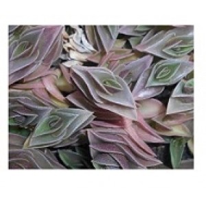 Tradescantia Navicularis Succulent Plants