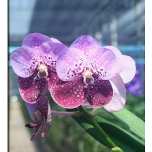 Vanda Orchids Plants VMB1242