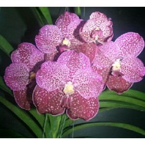 Vanda Orchids Plants VMB1243