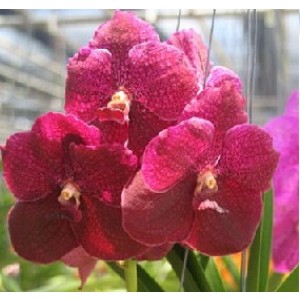 Vanda Orchids Plants VMB1245