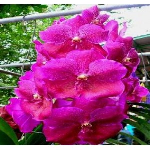 Vanda Orchids Plants VMB1246