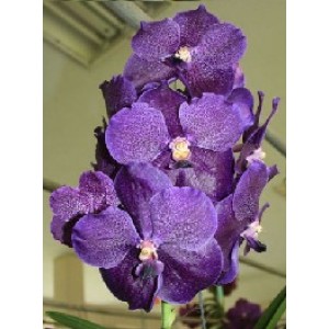 Vanda Orchids Plants VMB1251