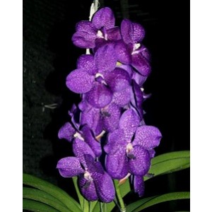 Vanda Orchids Plants VMB1255