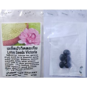 Pink Victoria Dwarf Lotus Seeds