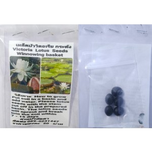 White Victoria Winnowing Basket Dwarf Lotus Seeds