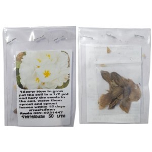 White Plumeria Frangipani Kathalichapa Seeds