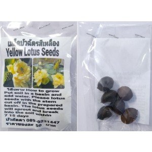 Yellow Dwarf Lotus Seeds