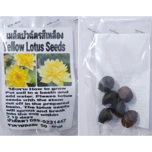 Yellow Fragrant Lotus Seeds