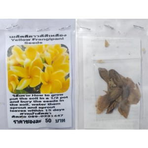 Yellow Plumeria Frangipani Kathalichapa Seeds