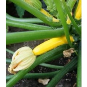 Zucchini Golden Seeds