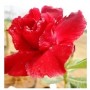 Red Carpet Adeniums Obesum Plants – Vibrant Red Desert Rose in Ceramic Pot