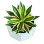 Agave Lophantha Ghaypat – Hardy Succulent with Architectural Form | Ideal for Landscapes & Containers