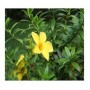 Allamanda Cathartica Flowering Plants – Golden Trumpet Vine in Ceramic Pot (2-Pack)