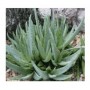 Aloe Walmsleys Blue Succulent – Bronze-Green Stemmed Aloe for Sunlit Spaces in Ceramic Pot
