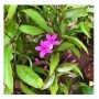 Pseuderanthemum Laxiflorum Flowering Plants – Tropical Pink Blooms in Ceramic Pot for Pollinator Gardens