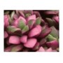 Anacampseros Rufescens Succulent Plants