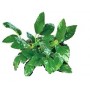 Anubias Butterfly