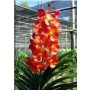 Ascocenda Orchid Plants AMB1053