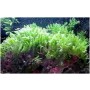 Assorted Green Macroalgae